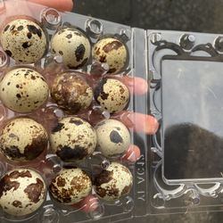 Selling quail hatching eggs, $10 a dozen please read description