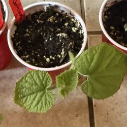 Cantaloupe Plants
