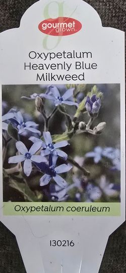 Seed pods from my Heavenly Blue Milkweed