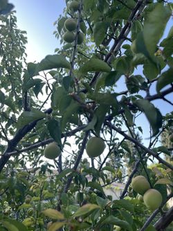 Japanese apricot