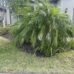 Mulch And Shrub Trimming 