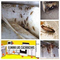 Veneno para cucarachas 100% efectivo