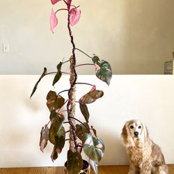 philodendron pflege Tipps zur Pflege deiner Pflanze : Philodendron scandens Brasil –  PflanzenFuerAlle
