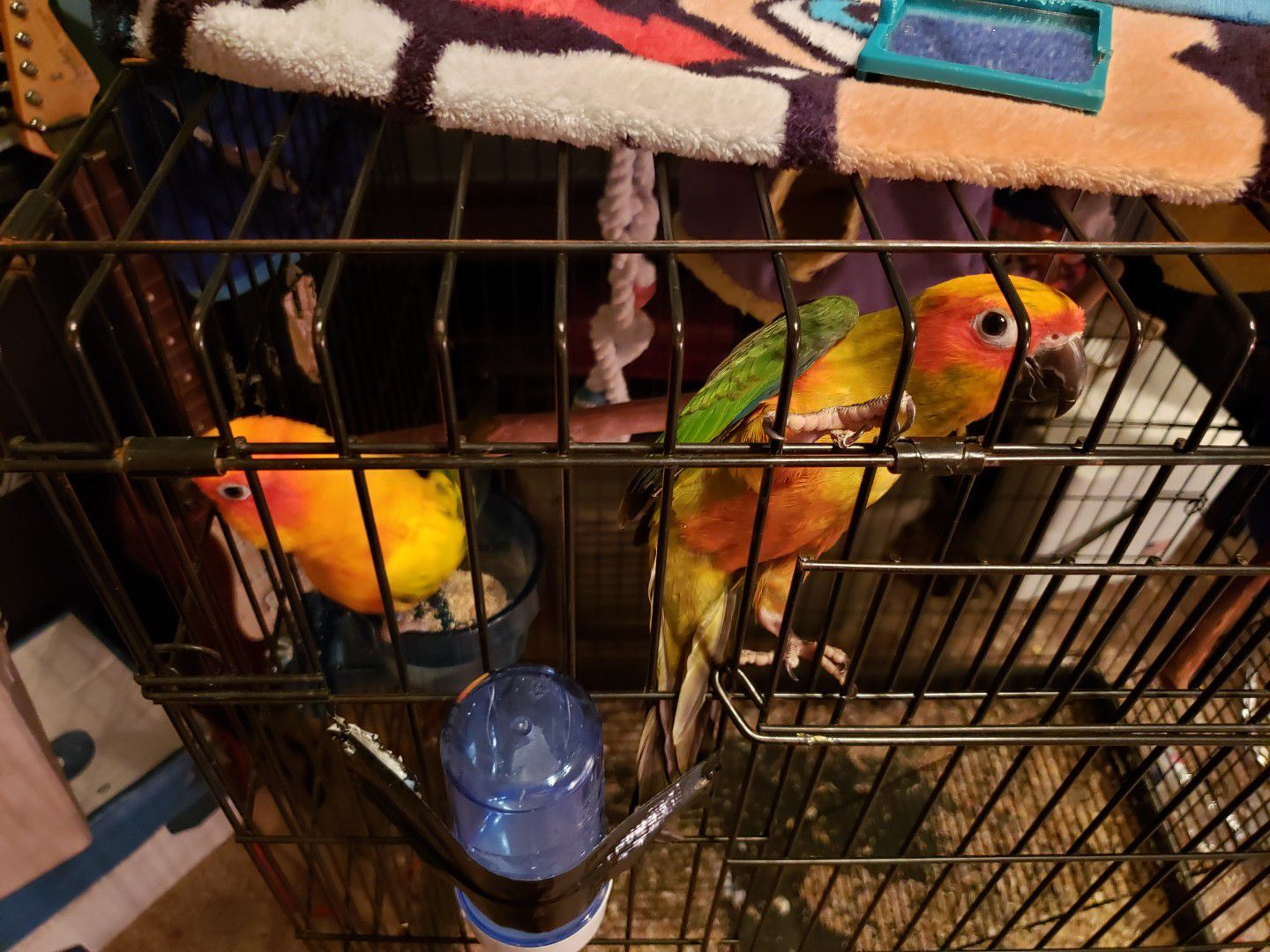Two Sun Conures with Extra large Cage