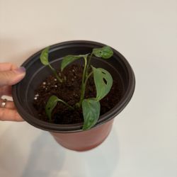 House Plant - Monstera Adansonii Plant 6” pot
