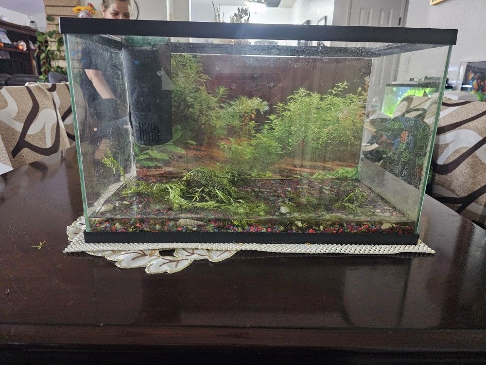 10 Gallon Fish Tank