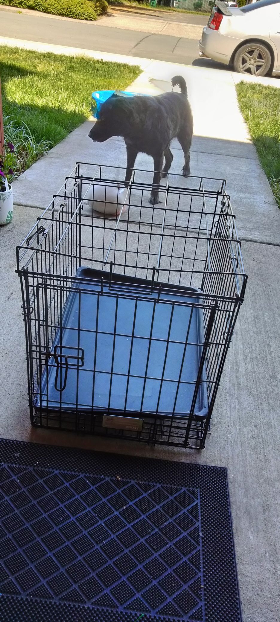 Dog Cage