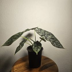 Dragon Scale Alocasia 