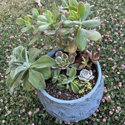 beautiful arrangement of succulents