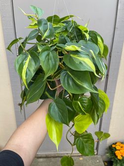 Philodendron Brasil Trailing House Plant 6” Hanging Pot