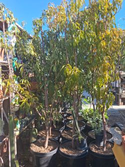 Fruit trees.