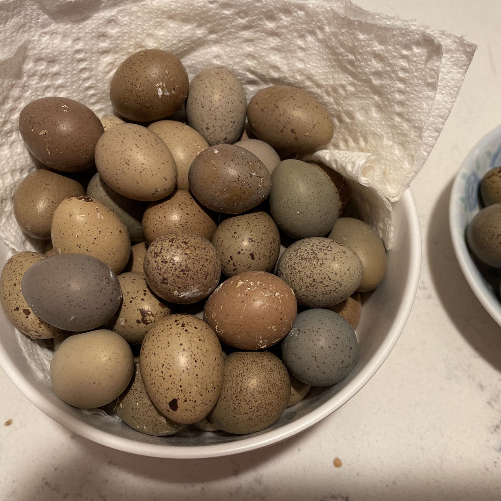 Button Quails Eggs For Snake Feeding 