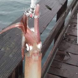 Squid Jigs