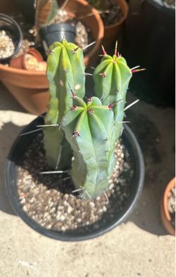 (Myrtillocactus) or blue candle cactus