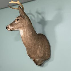 Deer Head Trophy Mount