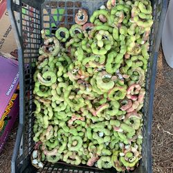 FRUTA