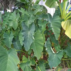 Banana Trees And Elephant Ears