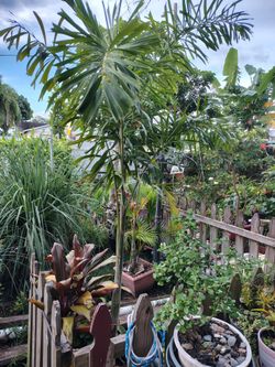 Foxtail palm