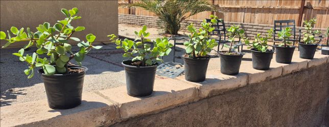 Cactus Plants $10ea  Foothills/Fortuna road