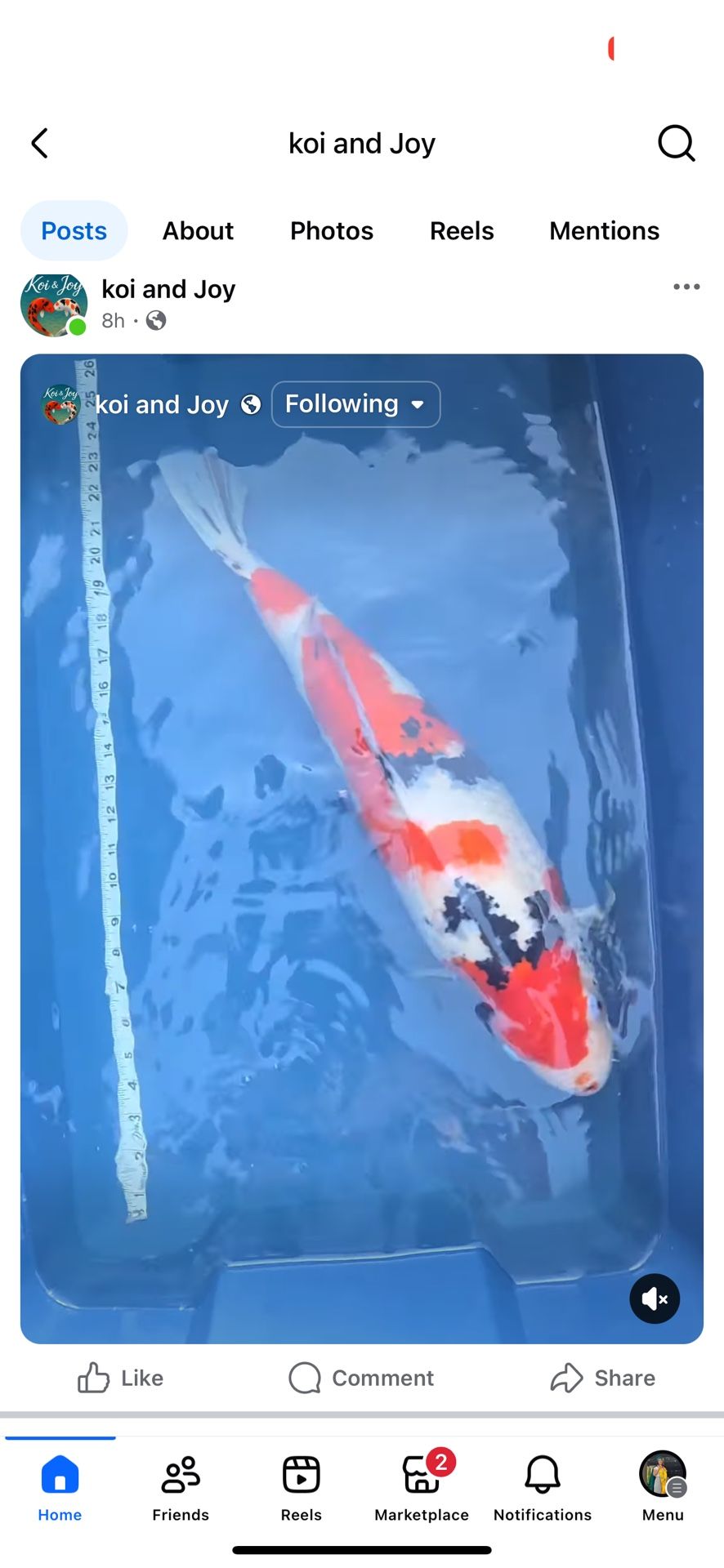Koi