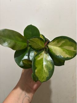 Hoya Lisa plant