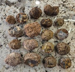21lb Mixed Richardsons Ranch & Succor Creek Thundereggs Oregon #002