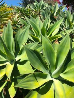 large foxtail agave plants (3 for $5)