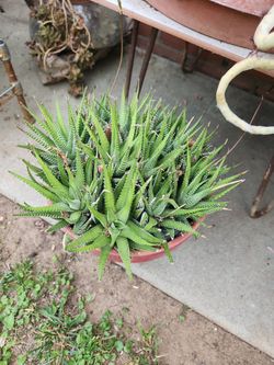Pot full of suculents