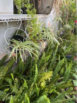 Green plant spider