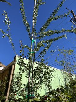 GUAMUCHIL EN 25 GALONES Y 5 GALONES 