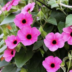 Pink Flower Vine 