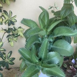 Large Mother Of Thousands Plant