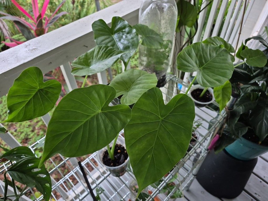 Alocasia Odora Night Scented Lily 