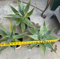 Beautiful mature Aloe Plants in Pots –