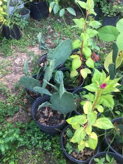 plantitas de nopales