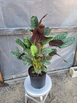 Calathea fish bone plant 10" Nursery Pot