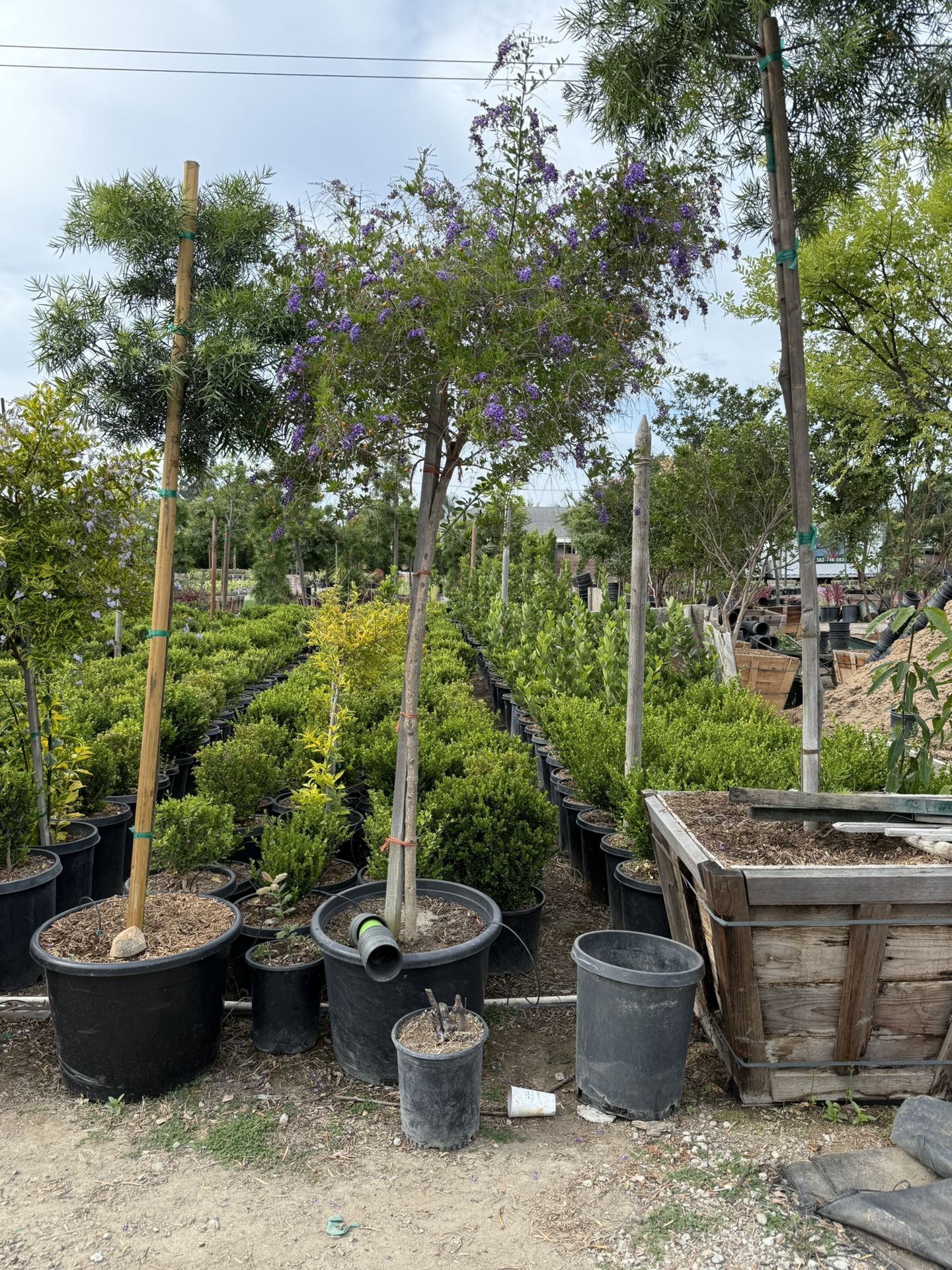 Duranta erecta â Patio Tree 24 Gallon