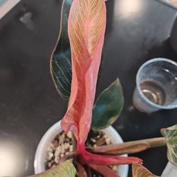 Philo Pink Bir-kin Plant