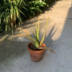 Aloe Vera 