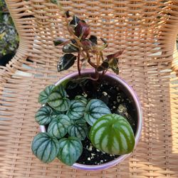 Mixed Rare Peperomia Plants In 5” Pink Ceramic Pot