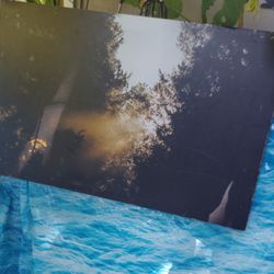 Picture Trees W Sun Light