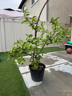 Potted Lime Tree