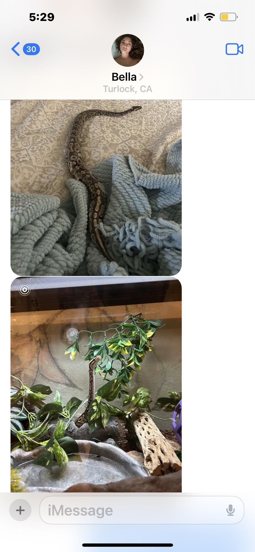 Ball Python