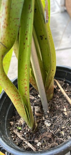 Love ❤️ plants. Amaryllis