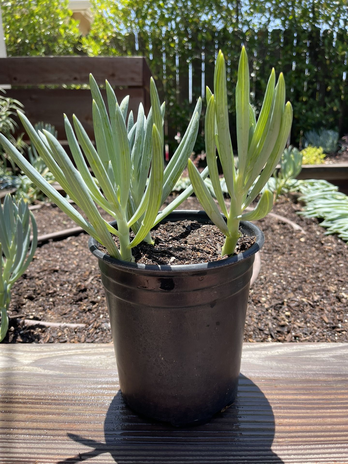 Succulents - Blue Senecio/Chalkstick