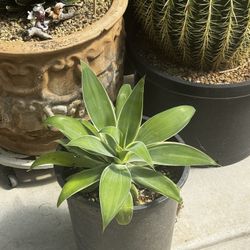 Variegated Foxtail Agave 