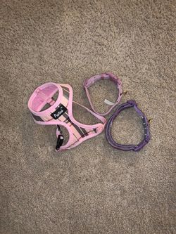 Collars and Harness for small dog