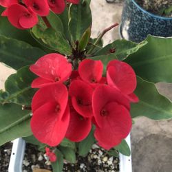 Corona De Cristo Rey Rojo