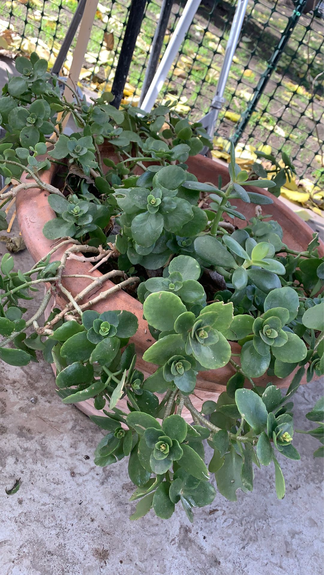 Plant
