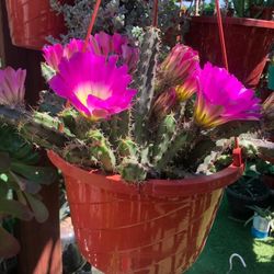 Cactus Cutting